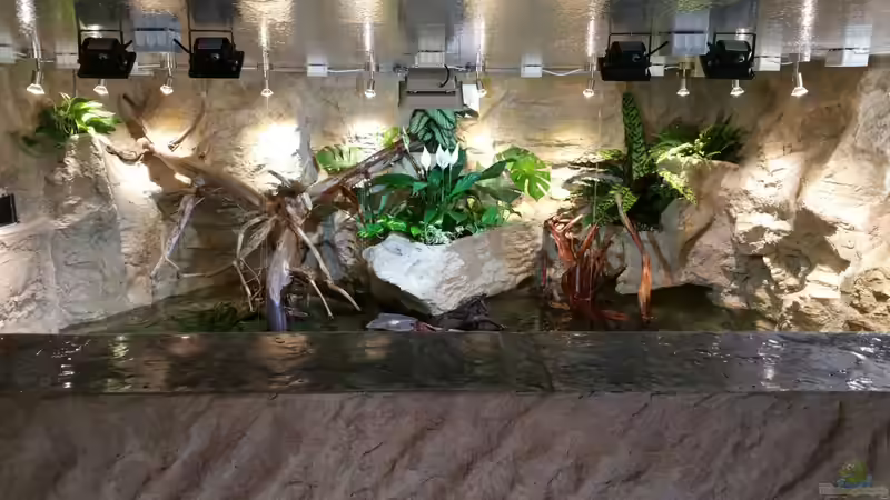 Pflanzen im Aquarium Rochen Becken,Potamotrygon von Hayabusa (21)