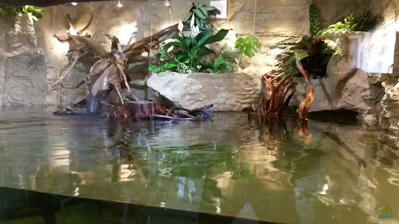 Pflanzen im Aquarium Rochen Becken,Potamotrygon von Hayabusa (23)
