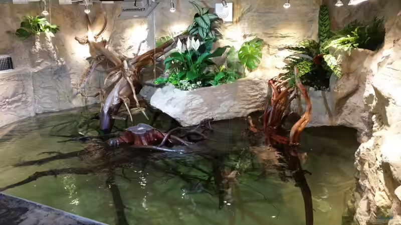 Pflanzen im Aquarium Rochen Becken,Potamotrygon von Hayabusa (24)