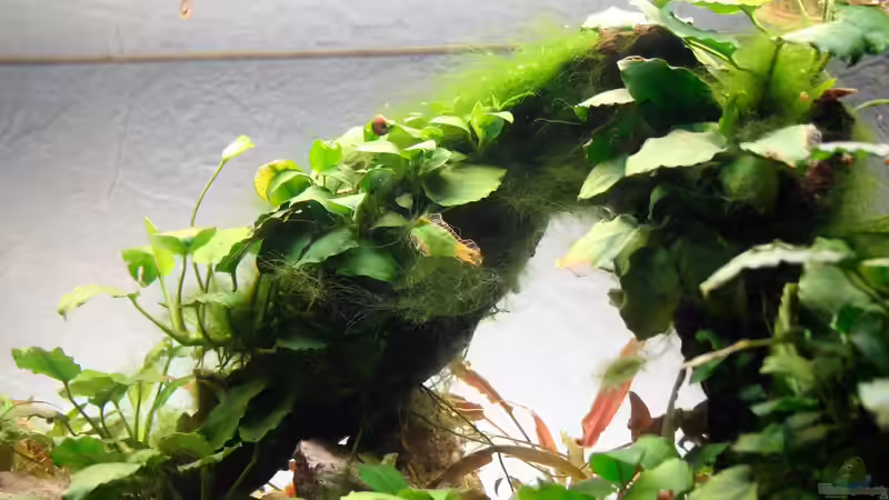 Pflanzen im Aquarium Rock von Triameh (4)