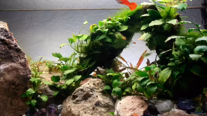 Pflanzen im Aquarium Rock von Triameh (5)