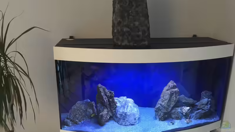 Pflanzen im Aquarium Rocky Malawi von AJ (9)