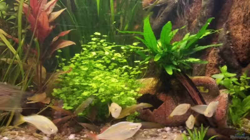 Pflanzen im Aquarium Rustikale Eckgestaltung...nur noch Beispiel von Michael Scheffler (25)