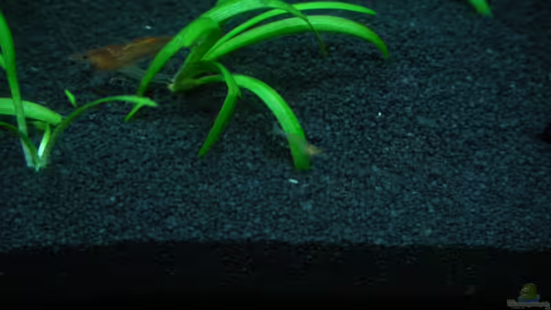 Pflanzen im Aquarium Sakura&#039;s World von cichlid15 (4)