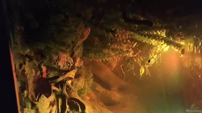 Pflanzen im Aquarium Salmerbecken von Hedylein (5)