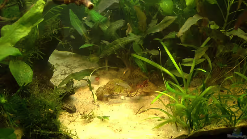 Pflanzen im Aquarium Salmler-Becken (Rotkopf/Kaiser) von Mario74 (17)