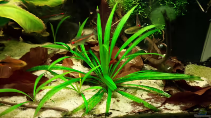 Pflanzen im Aquarium Salmler-Suppe (Okt.2015 abegaut) von Markus J. (8)