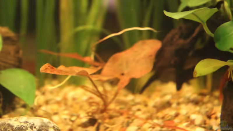 Pflanzen im Aquarium Salmlerbecken von Carphunter (12)