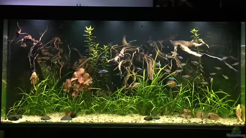 Pflanzen im Aquarium Salmlerdelta (aufgelöst) von Gregorsimsel (11)