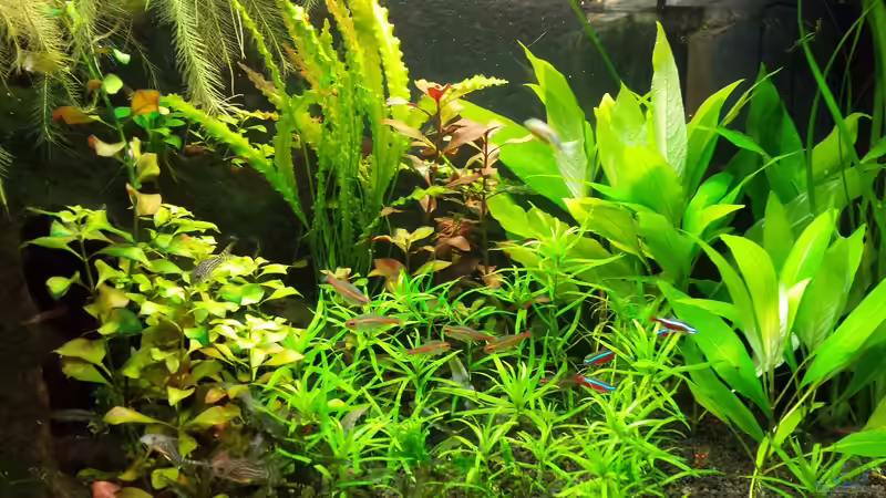 Pflanzen im Aquarium Salmlerwelten (umgebaut zur Amerika Räuberwelt)) von NRW (22)