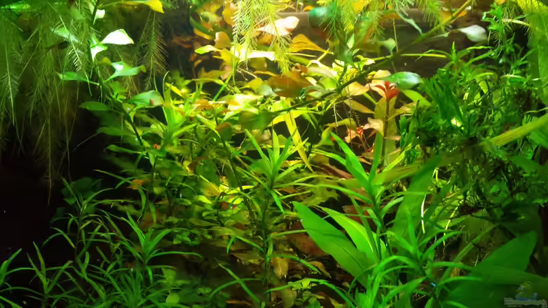 Pflanzen im Aquarium Salmlerwelten (umgebaut zur Amerika Räuberwelt)) von NRW (23)