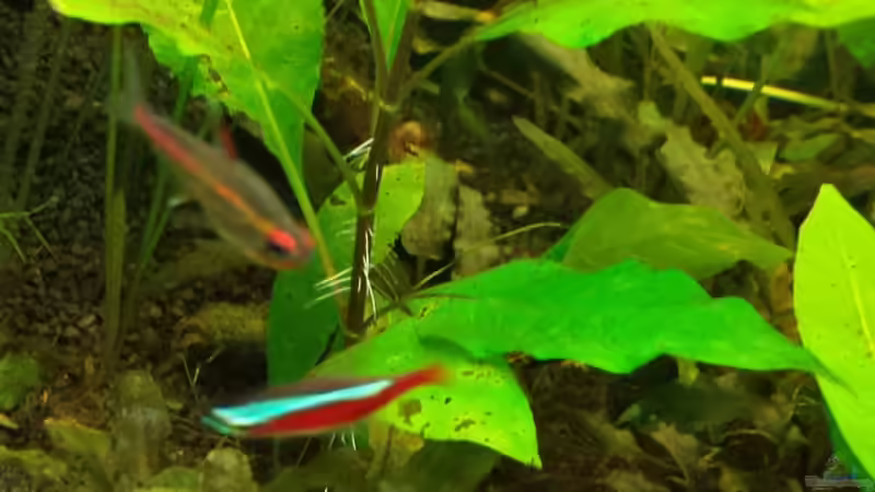 Pflanzen im Aquarium Salmlerwelten (umgebaut zur Amerika Räuberwelt)) von NRW (26)