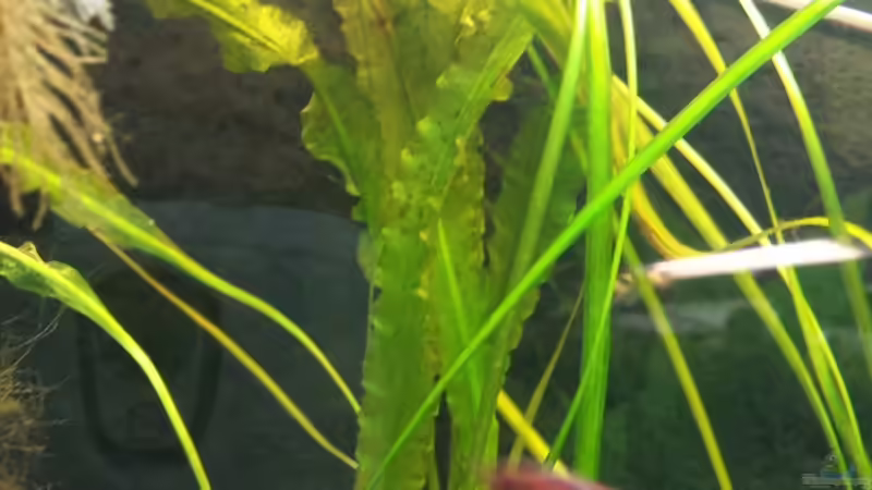 Pflanzen im Aquarium Salmlerwelten (umgebaut zur Amerika Räuberwelt)) von NRW (27)