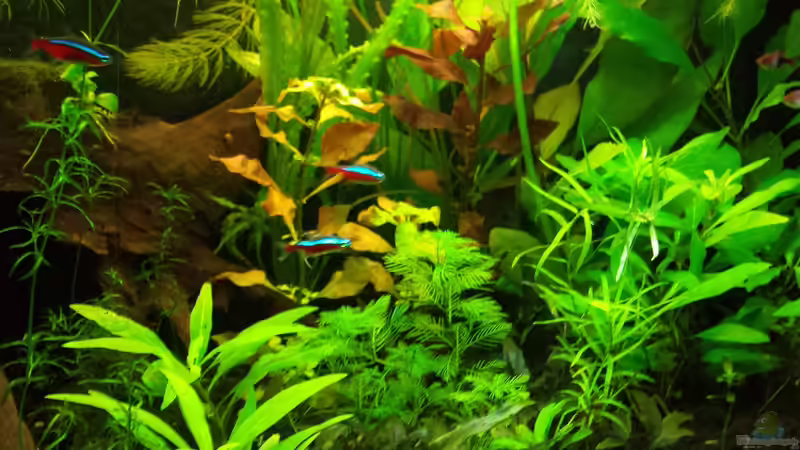 Pflanzen im Aquarium Salmlerwelten (umgebaut zur Amerika Räuberwelt)) von NRW (29)