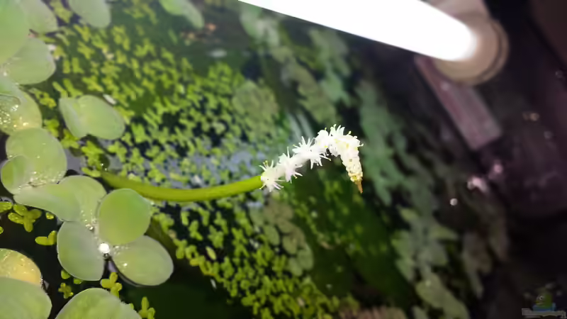 Pflanzen im Aquarium Salmlerwelten (umgebaut zur Amerika Räuberwelt)) von NRW (32)