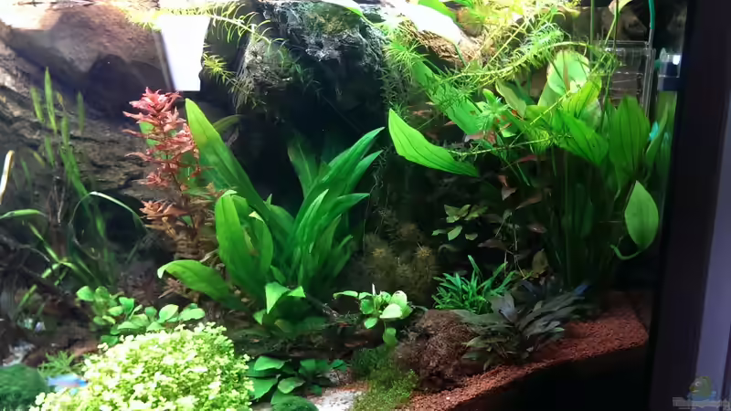 Pflanzen im Aquarium S&amp;N 3 Vision 260 Liter Südamerika Becken von Stefan Runke (11)