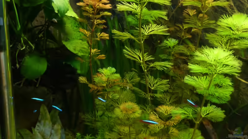 Pflanzen im Aquarium S&amp;N 3 Vision 260 Liter Südamerika Becken von Stefan Runke (12)