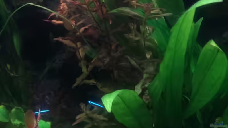 Pflanzen im Aquarium S&amp;N 3 Vision 260 Liter Südamerika Becken von Stefan Runke (13)