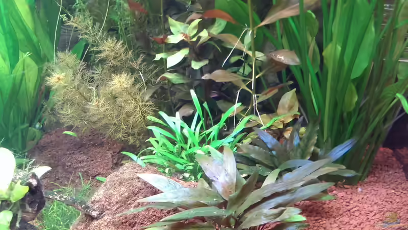 Pflanzen im Aquarium S&amp;N 3 Vision 260 Liter Südamerika Becken von Stefan Runke (15)