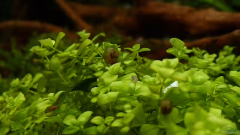 Pflanzen im Aquarium S&amp;N 3 Vision 260 Liter Südamerika Becken von Stefan Runke (19)