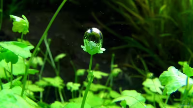 Pflanzen im Aquarium Saphir von disco-d (3)