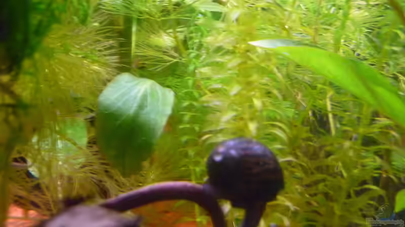 Pflanzen im Aquarium Scarlet`s Home (aufgelöst) von Rootsman (10)