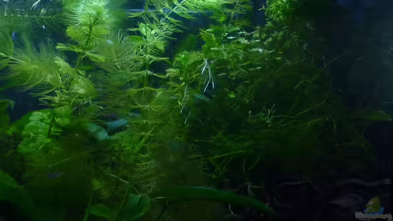 Pflanzen im Aquarium Scarlet`s Home (aufgelöst) von Rootsman (11)