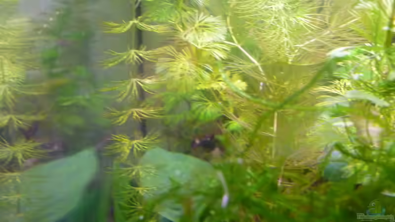 Pflanzen im Aquarium Scarlet`s Home (aufgelöst) von Rootsman (12)