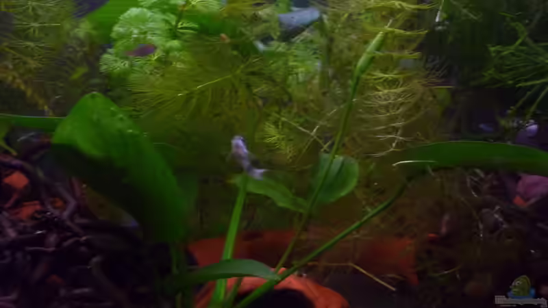 Pflanzen im Aquarium Scarlet`s Home (aufgelöst) von Rootsman (8)
