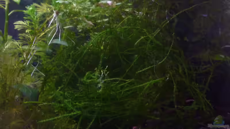 Pflanzen im Aquarium Scarlet`s Home (aufgelöst) von Rootsman (9)