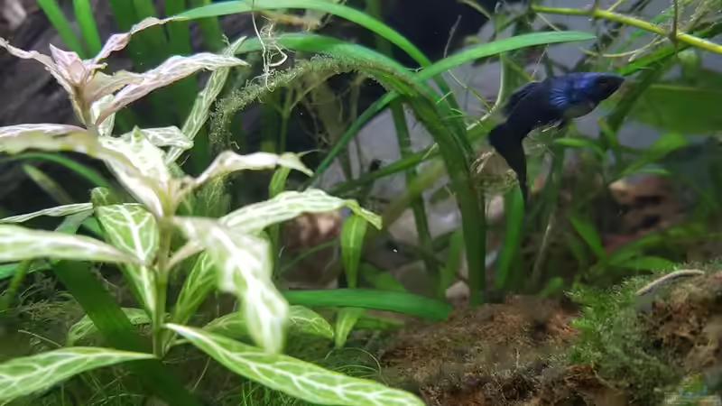 Pflanzen im Aquarium Scattered Sunshine - Lago Caiambé von Julia S. (5)