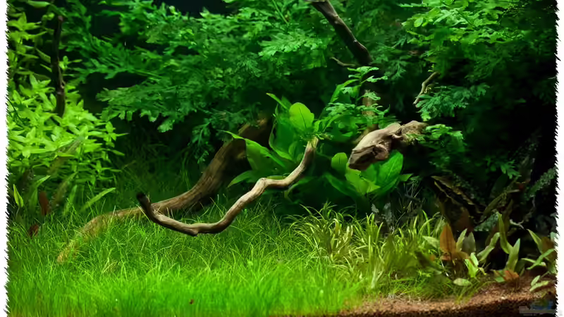 Pflanzen im Aquarium Schauaquarium 350l von pogona (15)