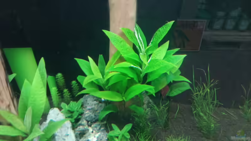 Pflanzen im Aquarium Schaubecken / Hornbach Weserpark von Torsten Bullmahn (33)