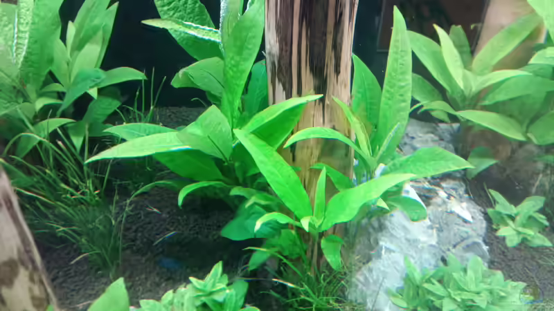 Pflanzen im Aquarium Schaubecken / Hornbach Weserpark von Torsten Bullmahn (34)