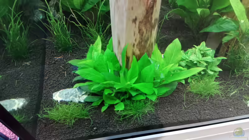 Pflanzen im Aquarium Schaubecken / Hornbach Weserpark von Torsten Bullmahn (35)