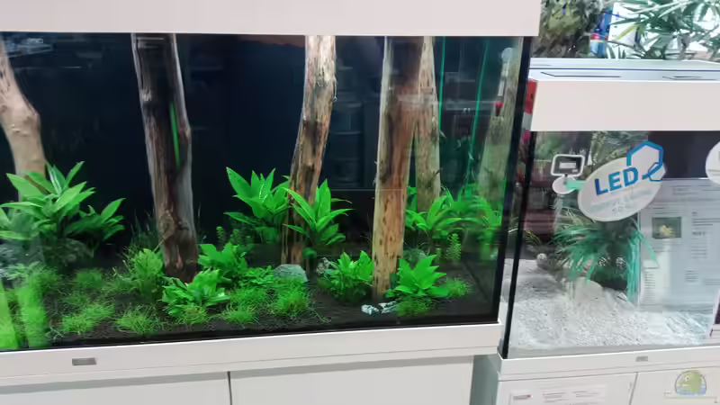 Pflanzen im Aquarium Schaubecken / Hornbach Weserpark von Torsten Bullmahn (36)