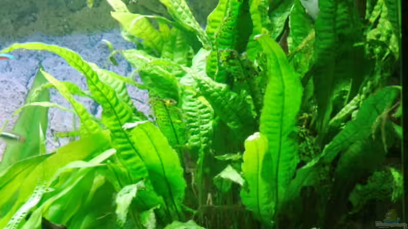 Pflanzen im Aquarium Schaubecken im Wohnzimmer von Frank Krüger (13)