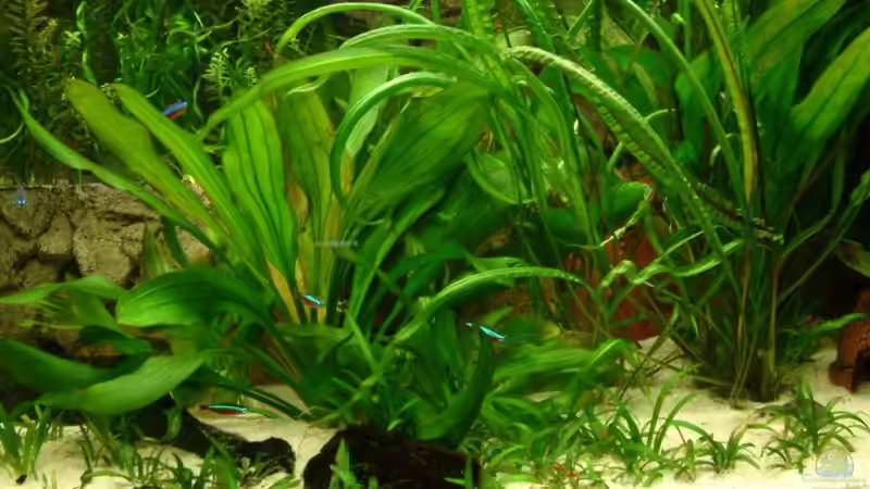 Pflanzen im Aquarium Schaubecken im Wohnzimmer von Frank Krüger (14)