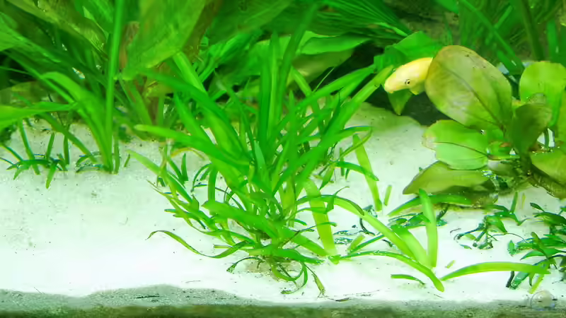 Pflanzen im Aquarium Schaubecken im Wohnzimmer von Frank Krüger (16)