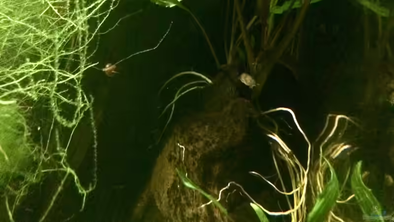 Pflanzen im Aquarium Schlaftraum von NaMo (13)