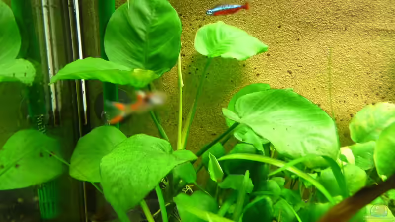 Pflanzen im Aquarium Schlafzimmerpfütze von BenoN (10)