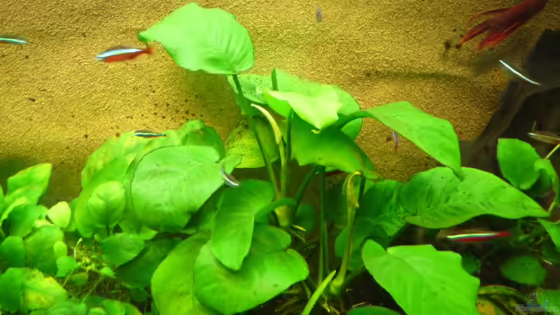 Pflanzen im Aquarium Schlafzimmerpfütze von BenoN (11)