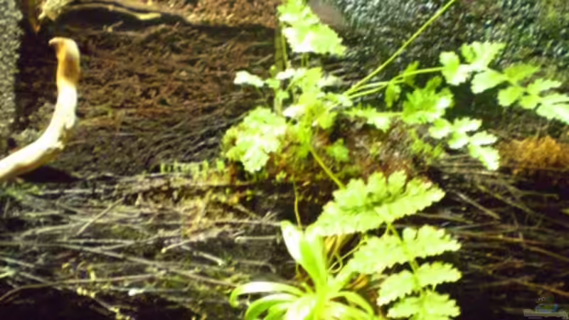 Pflanzen im Aquarium Schlammspringer-Paludarium von Kulleraugen-Fan (12)