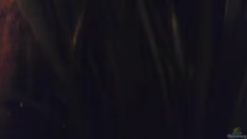 Pflanzen im Aquarium Schwarzwasser-Biotop von David Hartleib (4)