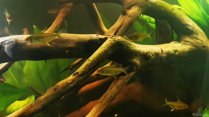 Pflanzen im Aquarium Schwarzwasser Südamerika Biotop von 8isJulchn8 (4)