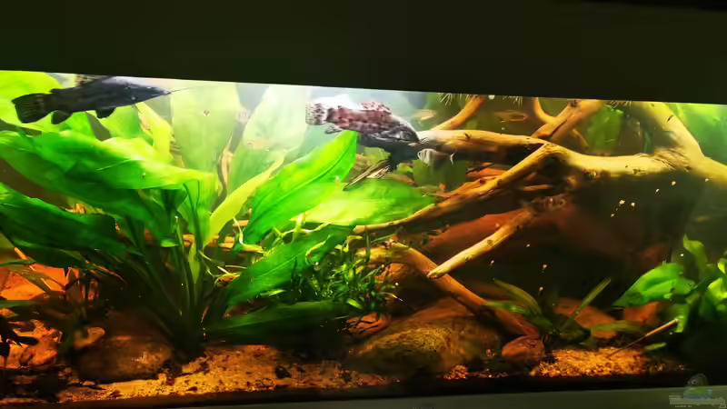 Pflanzen im Aquarium Schwarzwasser Südamerika Biotop von 8isJulchn8 (5)