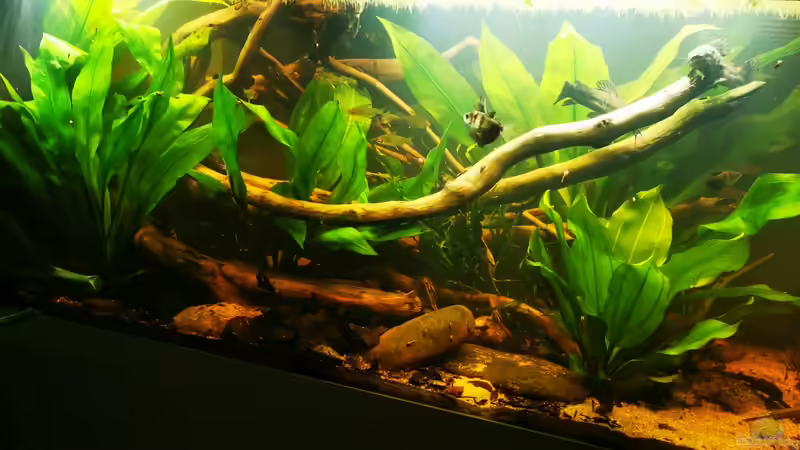 Pflanzen im Aquarium Schwarzwasser Südamerika Biotop von 8isJulchn8 (6)