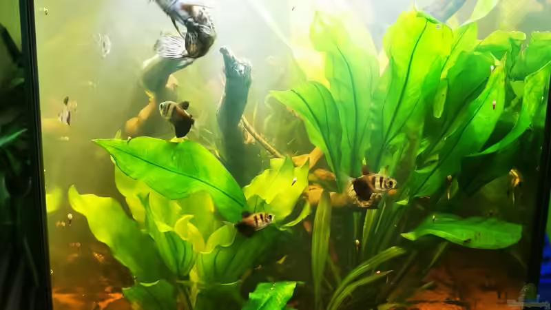 Pflanzen im Aquarium Schwarzwasser Südamerika Biotop von 8isJulchn8 (7)