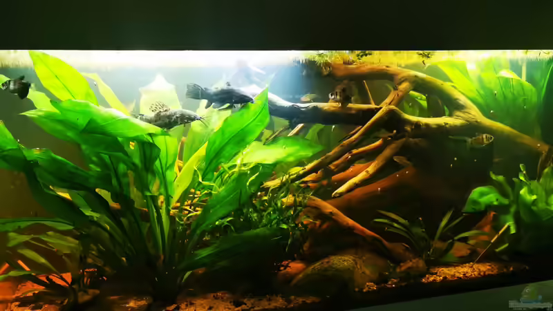 Pflanzen im Aquarium Schwarzwasser Südamerika Biotop von 8isJulchn8 (8)