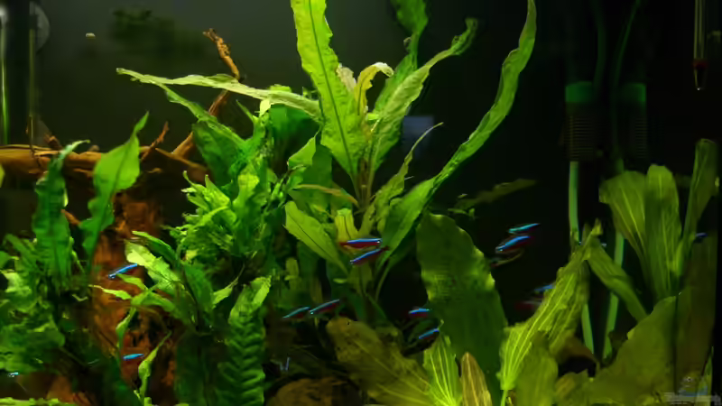 Pflanzen im Aquarium Schwarzwasser (wegen Planarien aufgegeben) von Alexander Eckel (4)